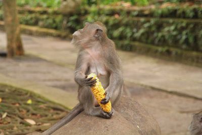 Monkey sitting on a rock