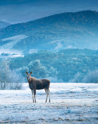 Horse standing on field