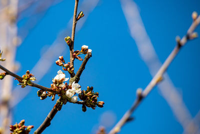 Low angle view of flowering plant against blue sky