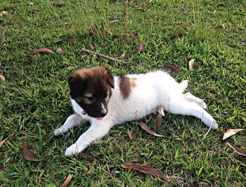 Dog relaxing on grassy field