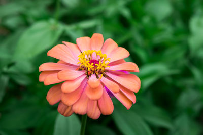 Close-up of pink flower