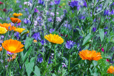 Close-up of multi colored flowers blooming on field