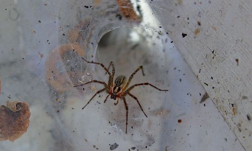 Close-up of spider on web