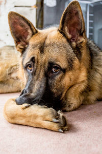 Close-up portrait of dog lying on floor