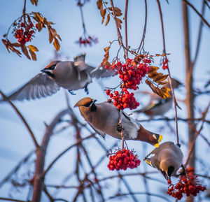 Low angle view of berries on tree