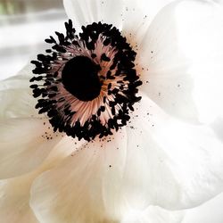 Close-up of white flower