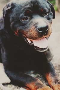 Close-up portrait of dog