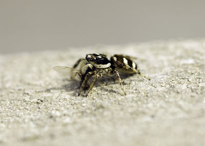 Close-up of insect