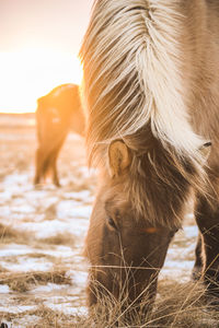 Close-up of horse standing on snow field