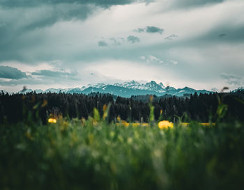 Scenic view of field against sky