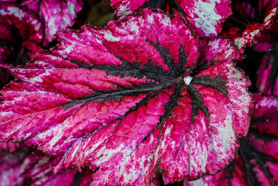 Close-up of red leaf