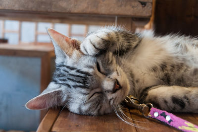 Close-up of cat sleeping