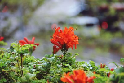 Close-up of red flowering plant