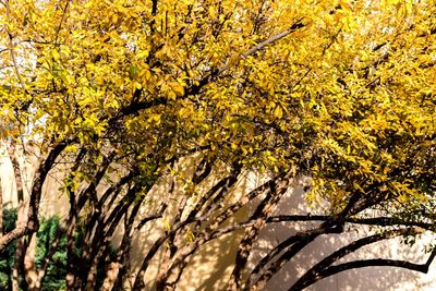 Close-up of yellow tree