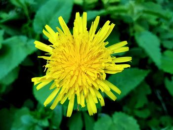 Close-up of yellow dandelion flower