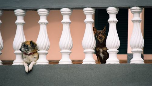 Portrait of dog relaxing on railing against wall