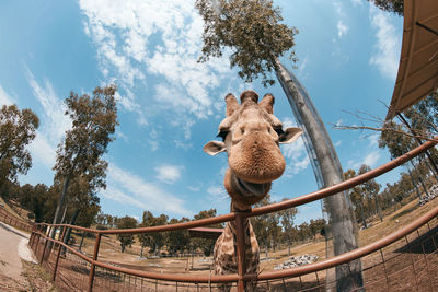 Low angle view of giraffe against sky at zoo