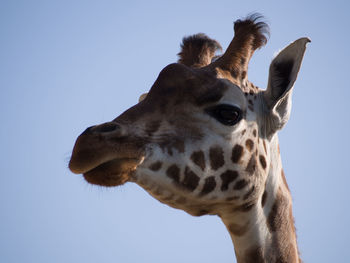 Close-up of a horse against clear sky