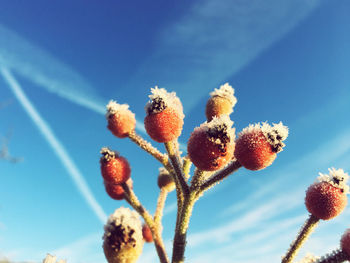 Low angle view of flowering plants against blue sky