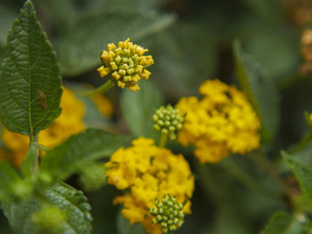 Close-up of yellow flowers blooming outdoors