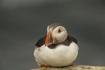 Close-up of bird