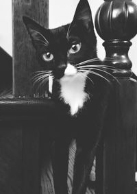 domestic animals