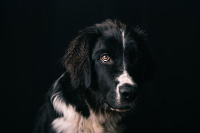 Close-up portrait of black dog