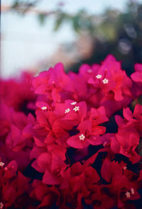 Close-up of pink flowers