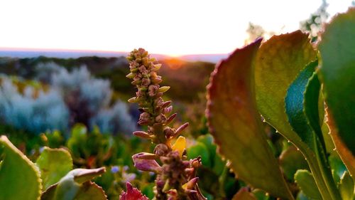 Close-up of plant against sky