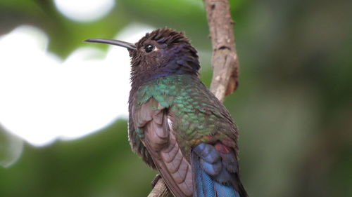 Close-up of bird perching on a plant