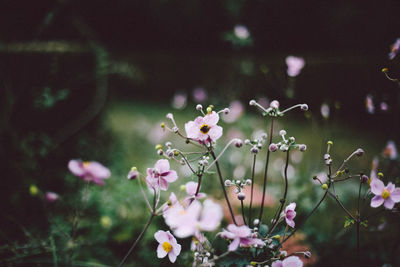 Close-up of pink flowers