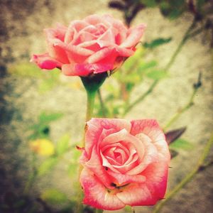 Close-up of pink rose