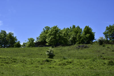 Trees on field against clear blue sky