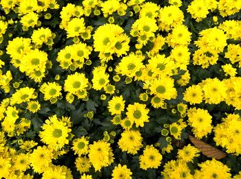 High angle view of yellow flowers blooming on field