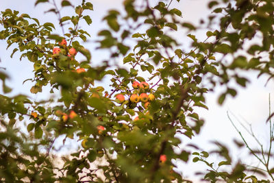 Low angle view of berries on tree