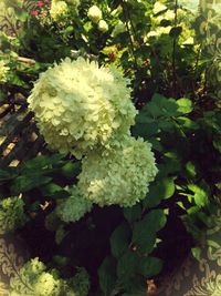 Close-up of fresh flowers