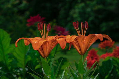 Close-up of red flowering plant
