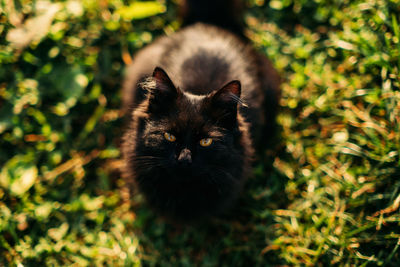 Black cat breeds. national black cat day. cute black cat with golden eyes on nature background