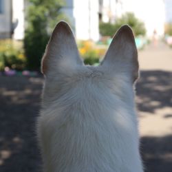 Close-up of cat