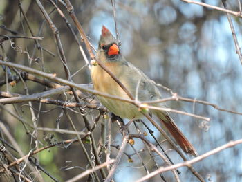 Close-up of bird perching on tree
