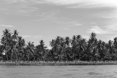 Scenic view of palm trees by sea against sky