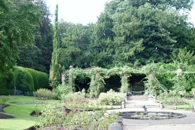 View of trees in garden