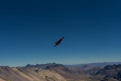 Bird flying over mountain against blue sky