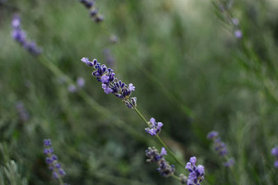 Close-up of butterfly pollinating on purple flower