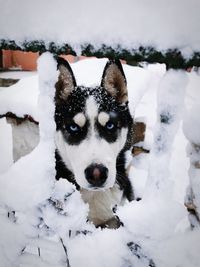 Portrait of dog on snow covered landscape