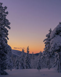 Trees on snow covered landscape