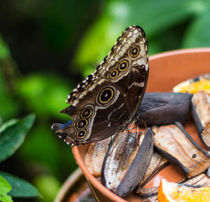 Close-up of butterfly on leaf