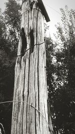 Low angle view of tree trunk