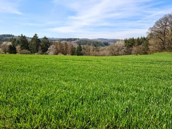 Scenic view of field against sky