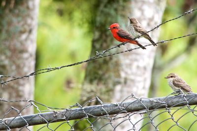 Bird perching on a fence